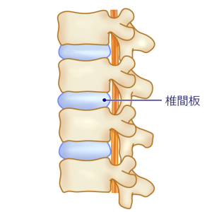 脊柱とヘルニア
