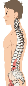 背骨の生理湾曲