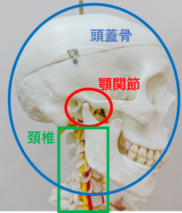 頚椎と顎関節の関係