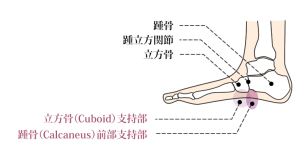 立方骨が足裏のアーチの要